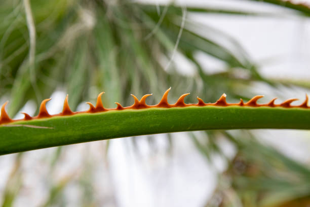 Close-up of a Washingtonia palm leaf stock photo