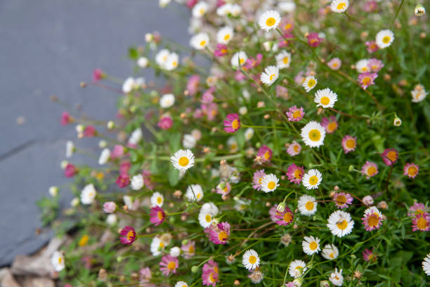 Fleabane flowering stock photo