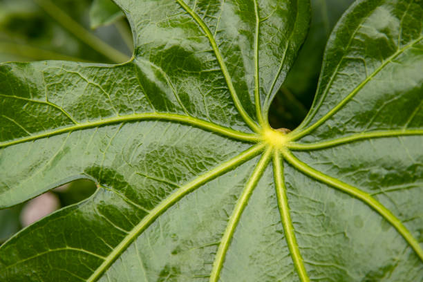 Close-up of a green leaf stock photo