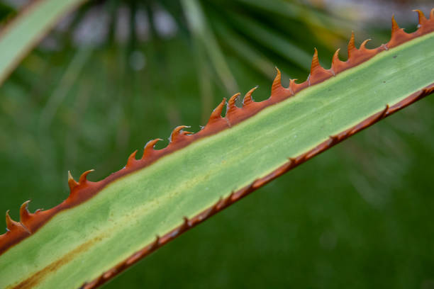 Close-up of a Washingtonia palm leaf stock photo