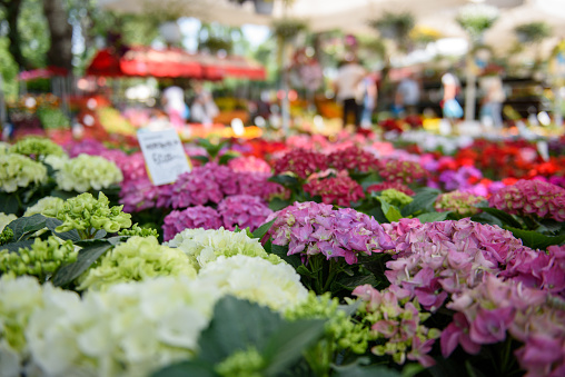 Colorful varieties of Hydrangea or hortensia flowers for sale outdoor at a flower market on a sunny day in spring