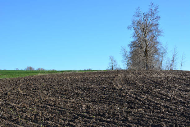 plowed agricultural field with bare tree and blue sky copy space