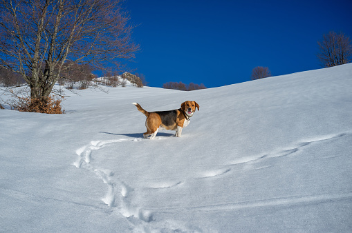 Happy beagle dog in the snow, looking towards the camera.