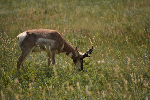 Grasslands with a beautiful grazing pronghorn antelope in a field.
