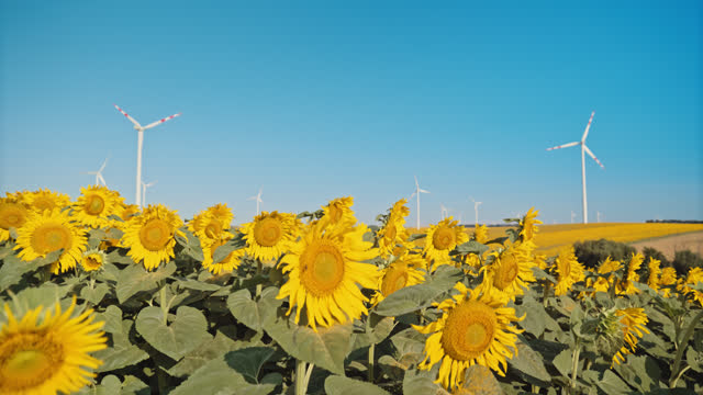 SLO MO Harmony of Nature and Technology: Sunflowers and Wind Turbines
