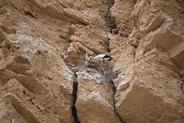 White stork nesting on cliff in Falces, Navarra, Spain