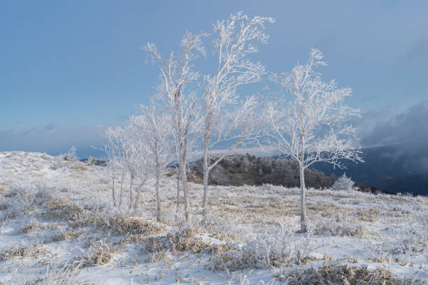 Hoarfrost on a snowy plateau