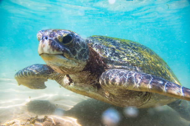 istock Sunlit Sea Turtle: A Close-Up View of a Detailed Shell Underwater. 1944594035