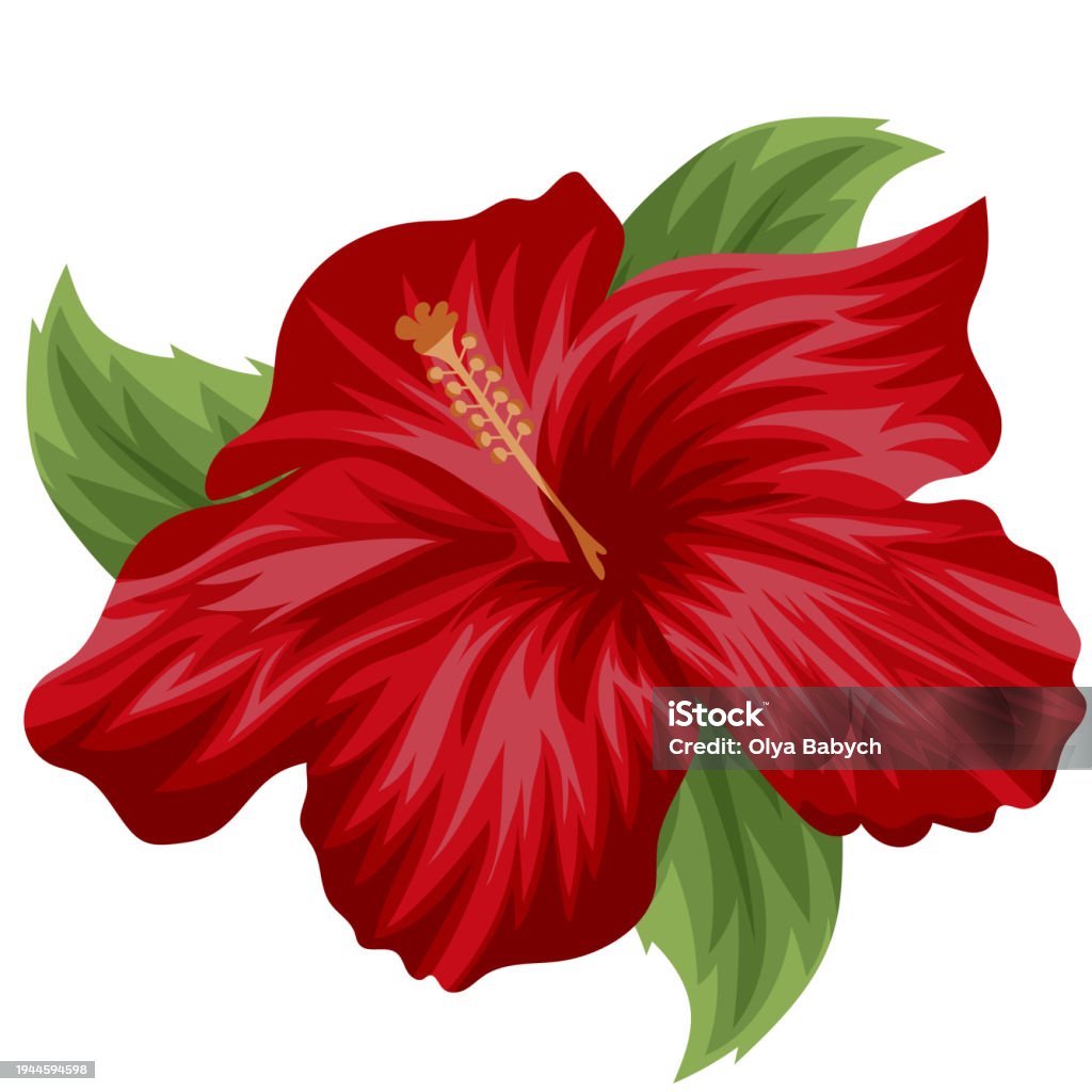 Mallow Vector Mallow Stock Illustration - Download Image Now - Beauty, Blossom ...