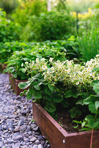 Organic natural gardening. Growing strawberries blooming in raised vegetable garden beds. Country living.