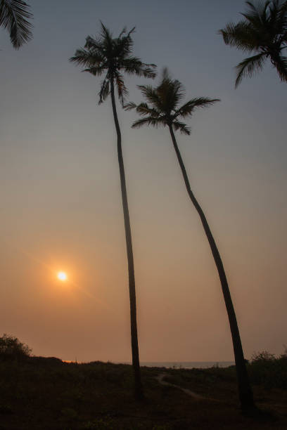 istock Palm trees with sunset at Goa beach, India. Background. Backdrop. Wallpaper. 1944619941