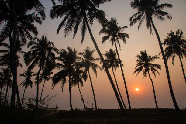 Palm trees with sunset at Goa beach, India. Background. Backdrop. Wallpaper.