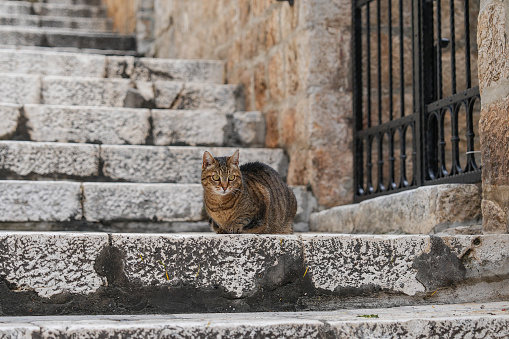 Cats rest on stone steps in a beautiful Greek courtyard. close up