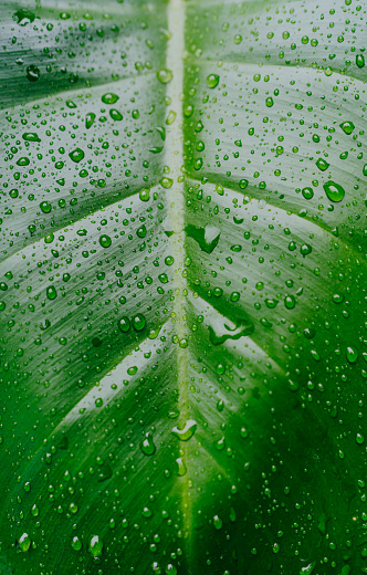 Leaves of tropical plant ''Philodendron Erubescens Red Emerald'' close up. Leaves exposed to rainwater. Tropical plant leaves as background.