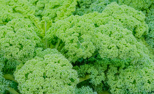 Full-format close-up of cabbage vegetables (kale). Cabbage is one of the most popular vegetables and has a lot to offer as a local superfood.