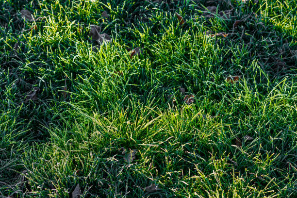 istock frosty green grass at morning closeup with selective focus and backlight 1944664314
