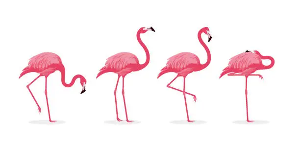 Vector illustration of various illustrations of pink flamingos