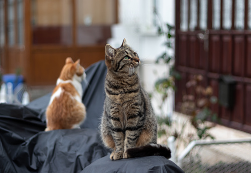 Two stray cats sitting on covered motorcycle in garden.