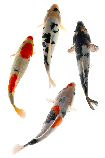 Koi fish isolated on a white background, clipping path included.