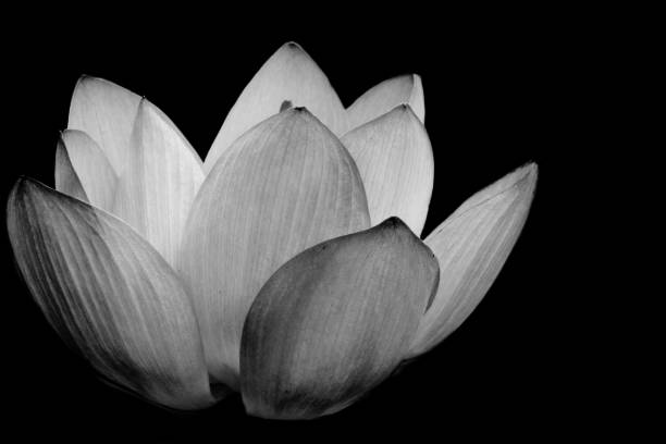 istock Lotus born from the water 1944686139