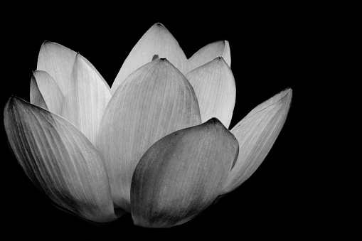 Lotus flower in black and white low key