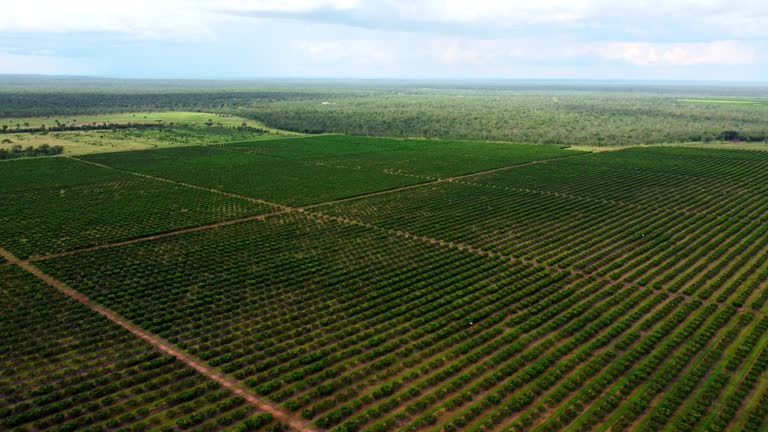 Mango farm agricultural land aerial drone. Tropical fruit farming in the Northern Territory Australia. Remote natural bushland surround