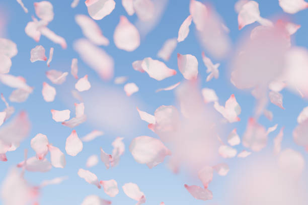 istock Cherry Blossom Petals Falling Against a Soft Blue Sky 1944699898