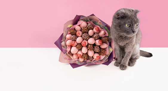 A gray fluffy cat sits next to a bouquet of chocolate covered strawberries on a pink background with copy space. banner. Holiday concept