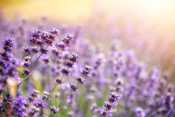 istock Lavender flowers on sunny field in summer 1944709480