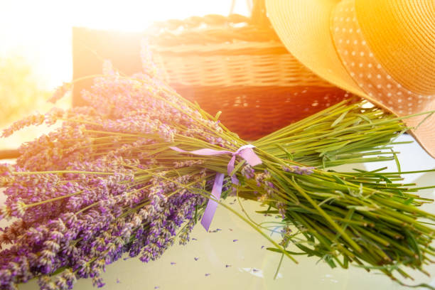 Basket with lavender flowers and straw hat on lavender field in summer
