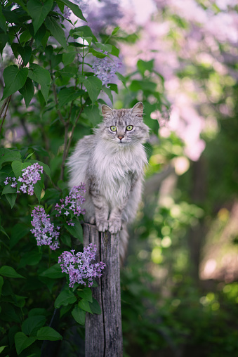 Photo of a gray fluffy cat near a lilac bush.