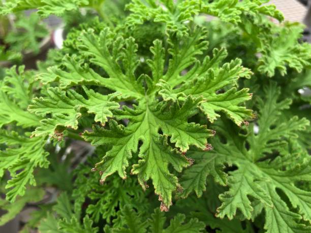 istock Geranium plant with green leaves, close-up, top view 1944714395