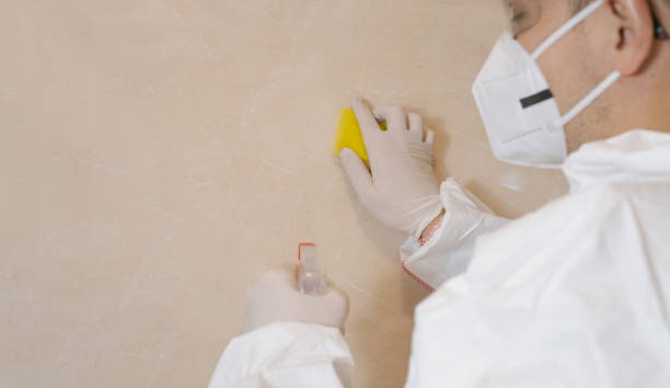 istock Mold removal. A man cleans mold from a wall using a sprayer and a sponge. Insect and mold removal company. Cleaning Specialist 1944720212
