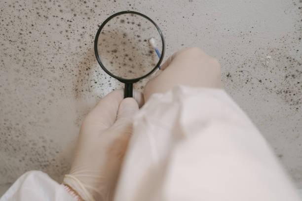 istock Scientist close-up analyzing mold. Holds a magnifying glass in his hand for magnification. Mold removal specialist. 1944720744