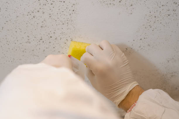 istock A cleaning service worker removes mold from a wall using a sprayer with mold remediation chemicals, mildew removers and a scraper. 1944720746