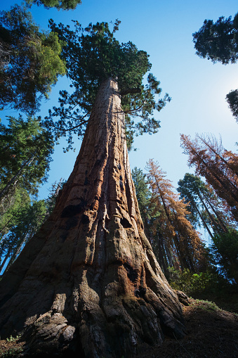 Photo of a sequoia tree at the Sequoia & Kings Canyon National Park in Califórnia, United States of America.