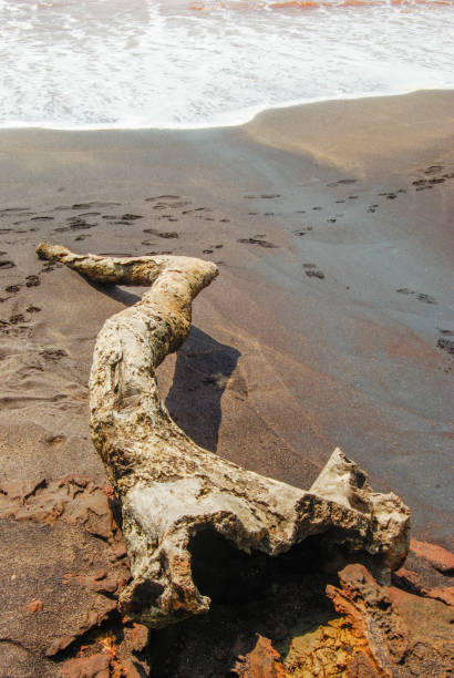 istock Abstract. Dead tree on tha beach of Goa, India, Asia. 1944727600