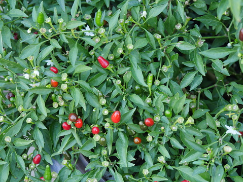 Red and green hot chili peppers growing on a tree in the garden