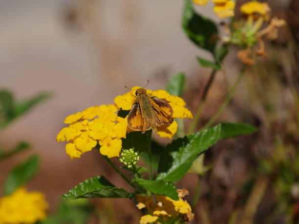 istock Butterfly on the yellow flower (Lantana camara) 1944734966