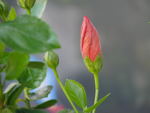 Bud of a red hibiscus flower with green leaves on blurred background.