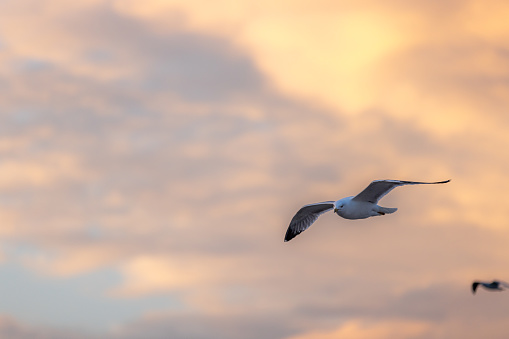 Flying seagull with dramatic sky at sunset.