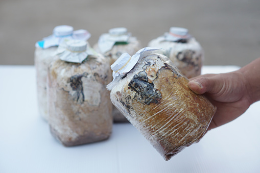 Hand hold homemade mushroom seedling bags. Use natural materials sawdust in a plastic bag for cultivating mushrooms for growing. Concept, Growing mushroom process.