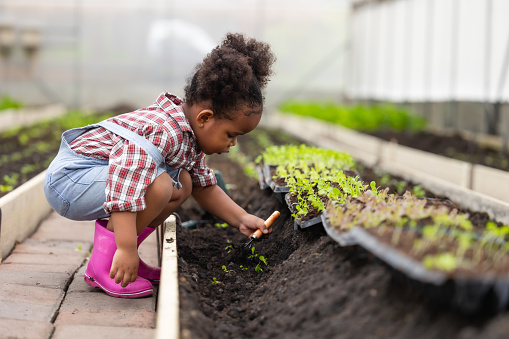 African black child playing planting the green tree gardening in agriculture farm. Children love nature concept.