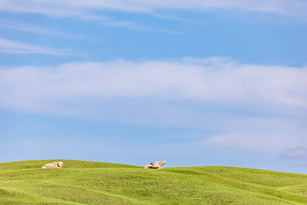 Meadow and sky Field of green grass