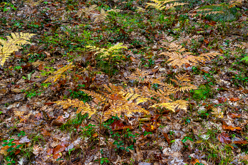 Autumnal leaf coloured forests at East Madison near White Mountain. This is fallen leaves on wet ground.