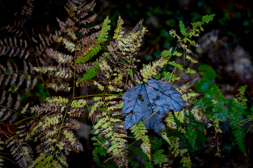 Black coloured wet maple leaf on a fern near East Madison near White Mountain. This is fallen leaves on wet ground.
