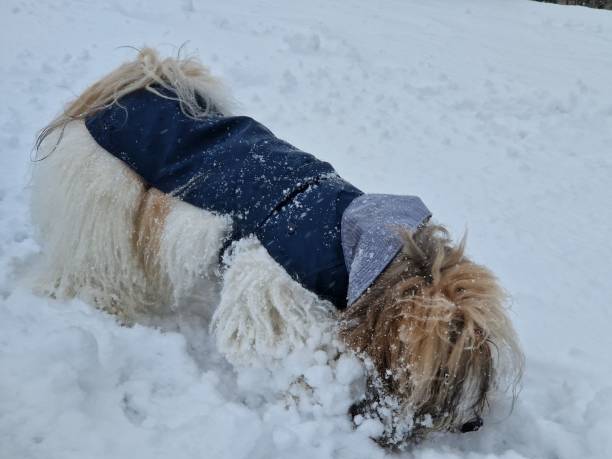 istock Dog in the snow 1944763354