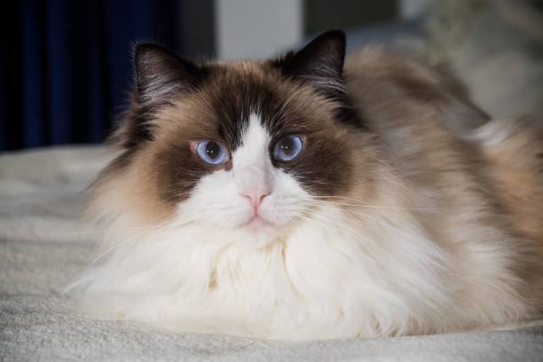 istock Beautiful young white purebred Ragdoll cat 1944764196