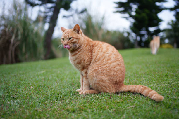 Wild cat sitting on the grass