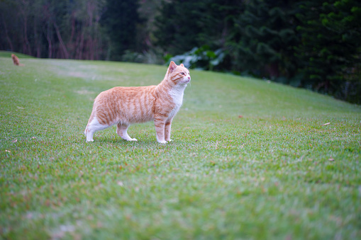 Tabby cat on the grass